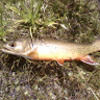dave_woods
